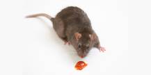 Provoke - návnada na potkany a krysy